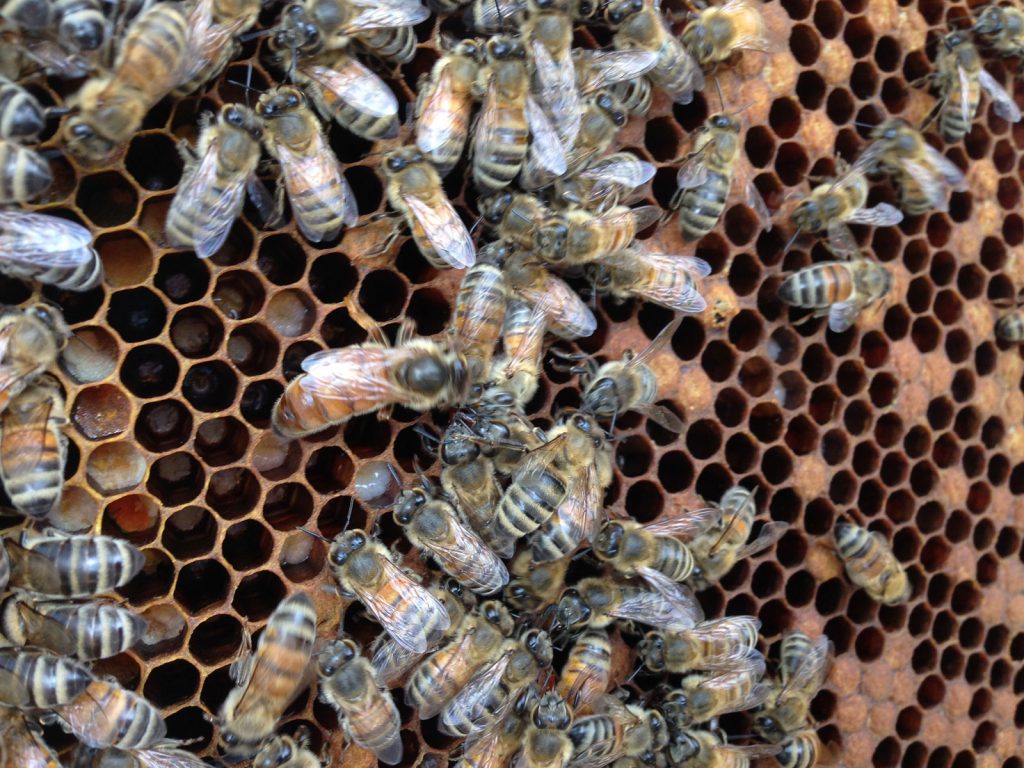 Varroa Mite Testing – Lone Oak Honey Company